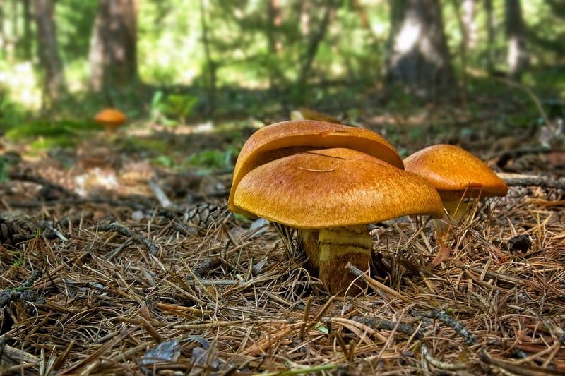 champignons