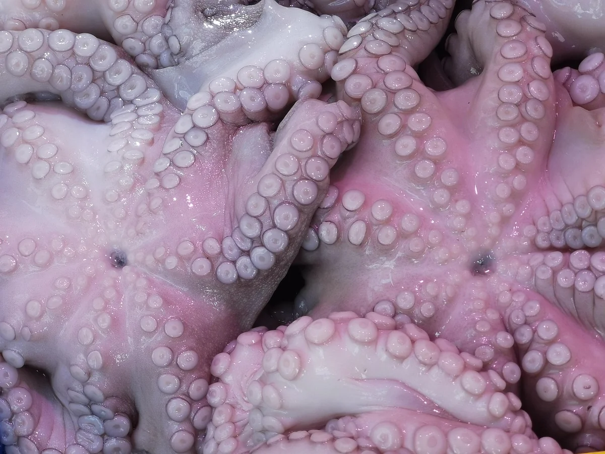 La ventouse, votre premier véritable allié naturel